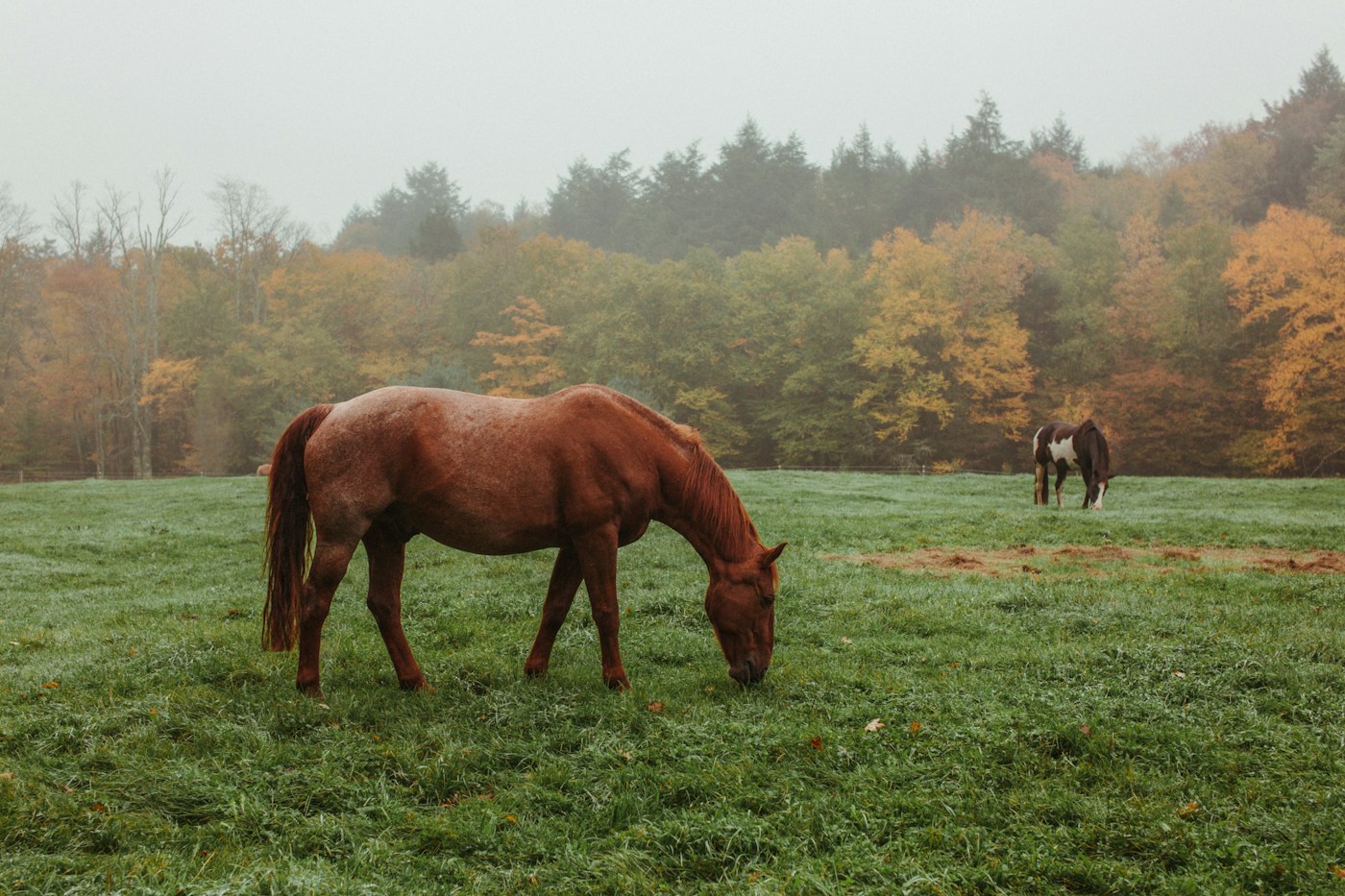 Horses in a pasture